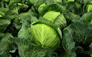 Ce este vitamina U și la ce ajută. Compusul din varză asociat cu sănătatea stomacului