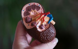 Alimente interzise în bolile de rinichi. Ce trebuie să eviți sau să limitezi dacă ai probleme renale