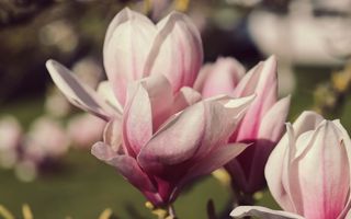 Cum se înmulțește magnolia. Cele mai simple metode pentru a obține o nouă plantă