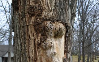 Cancer la plante: există cu adevărat? Cum apar tumorile vegetale, ce simptome au și dacă pot „ucide” o plantă