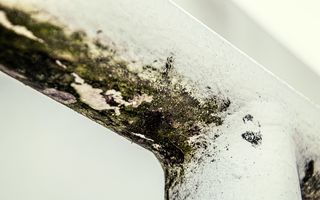 De ce apare mucegaiul în colțurile camerei toamna. Cauzele cele mai frecvente și ce poți face ca să nu reapară