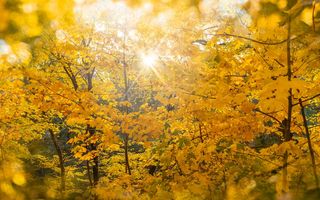 Vitamina D toamna: când începe să scadă și cine riscă deficitul