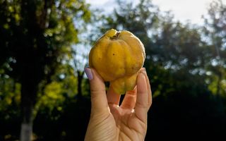 Cât zahăr au gutuile. Sunt potrivite dacă vrei să reduci dulciurile sau ai glicemia mare?