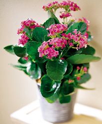 Plante Cu Flori Pentru Casa Ta Casă Si Familie Plante Eva Ro