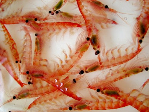 Dr Oz Un Nou Omega 3 Uleiul De Krill Descoperă Ce Este Si Cum Te Ajută Sănătate Medicina Generala Eva Ro