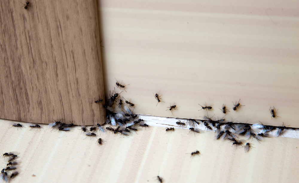 remediu de casă anti-îmbătrânire pentru furnici)
