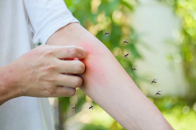 Alertă în Capitală! Țânțari cu virusul West Nile, depistați în București. Ce decizie au luat autoritățile – Sănătate > Stiri Alertă în Capitală! Țânțari cu virusul West Nile, depistați în București. Ce decizie au luat autoritățile – Sănătate > Stiri