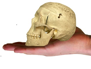 Accidentul vascular cerebral – simptome, diagnostic, tratament – Sănătate > Medicina generala Accidentul vascular cerebral – simptome, diagnostic, tratament – Sănătate > Medicina generala