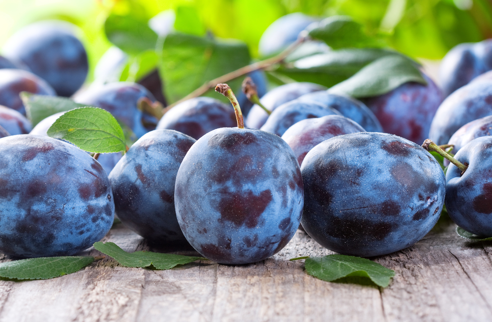 10 beneficii ale consumului de prune pentru sănătate – Sănătate > Medicina alternativa 10 beneficii ale consumului de prune pentru sănătate – Sănătate > Medicina alternativa
